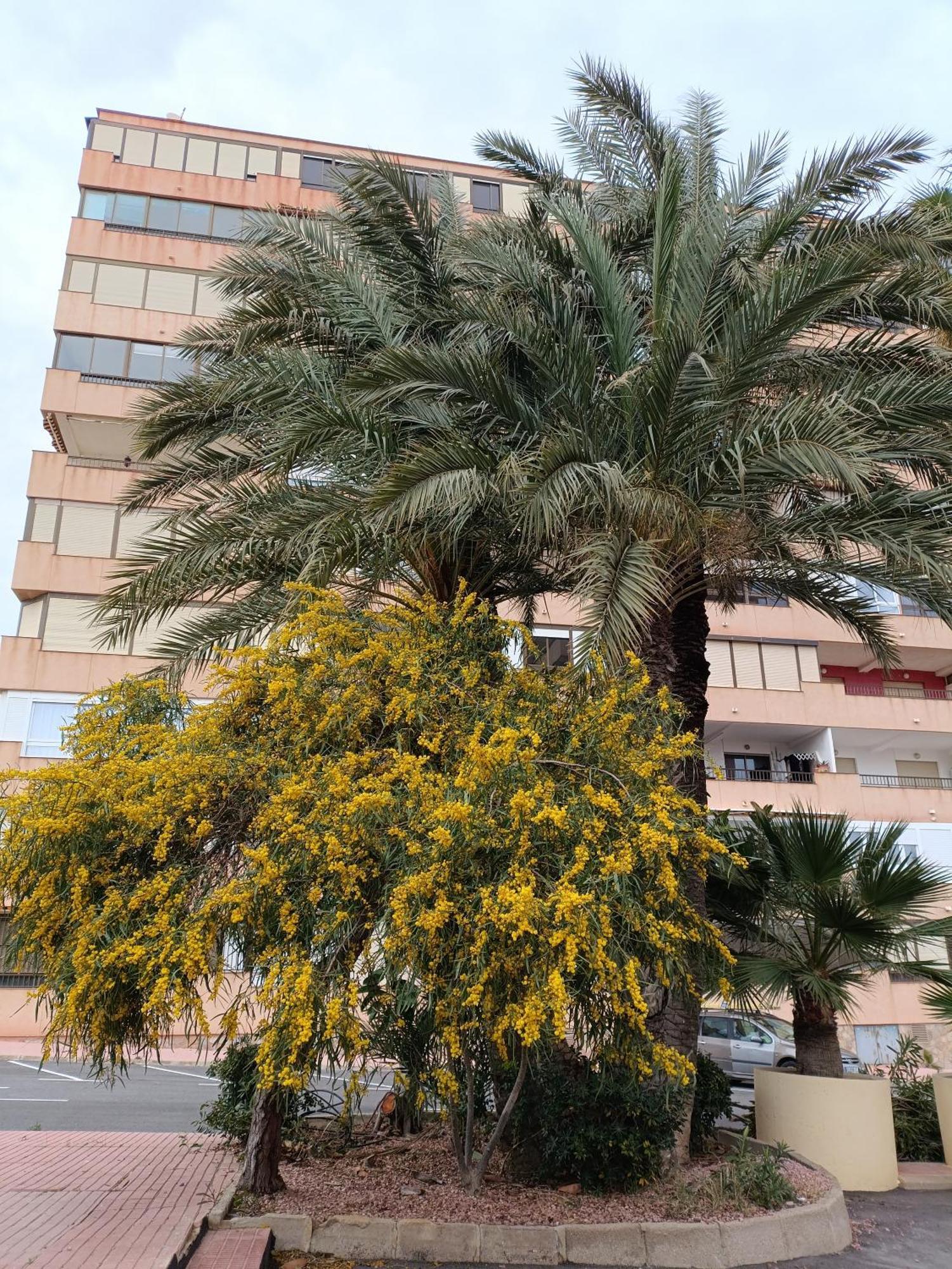 Apartamento Miramar 托雷维耶哈 外观 照片